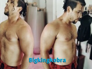 Bigkingkobra