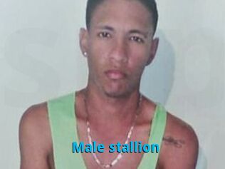 Male_stallion